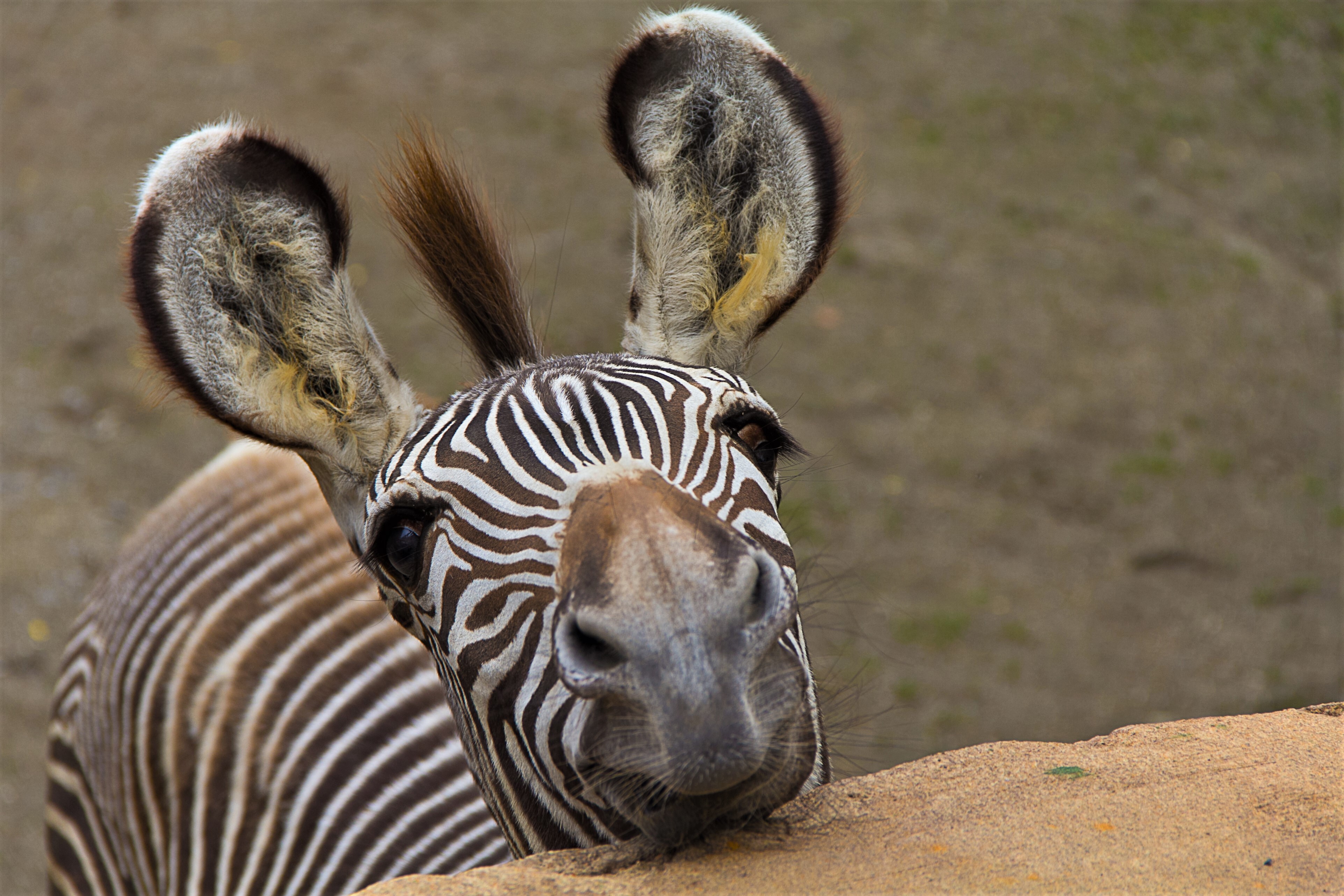 Zebra jest czarna w białe paski czy odwrotnie? fot. shutterstock