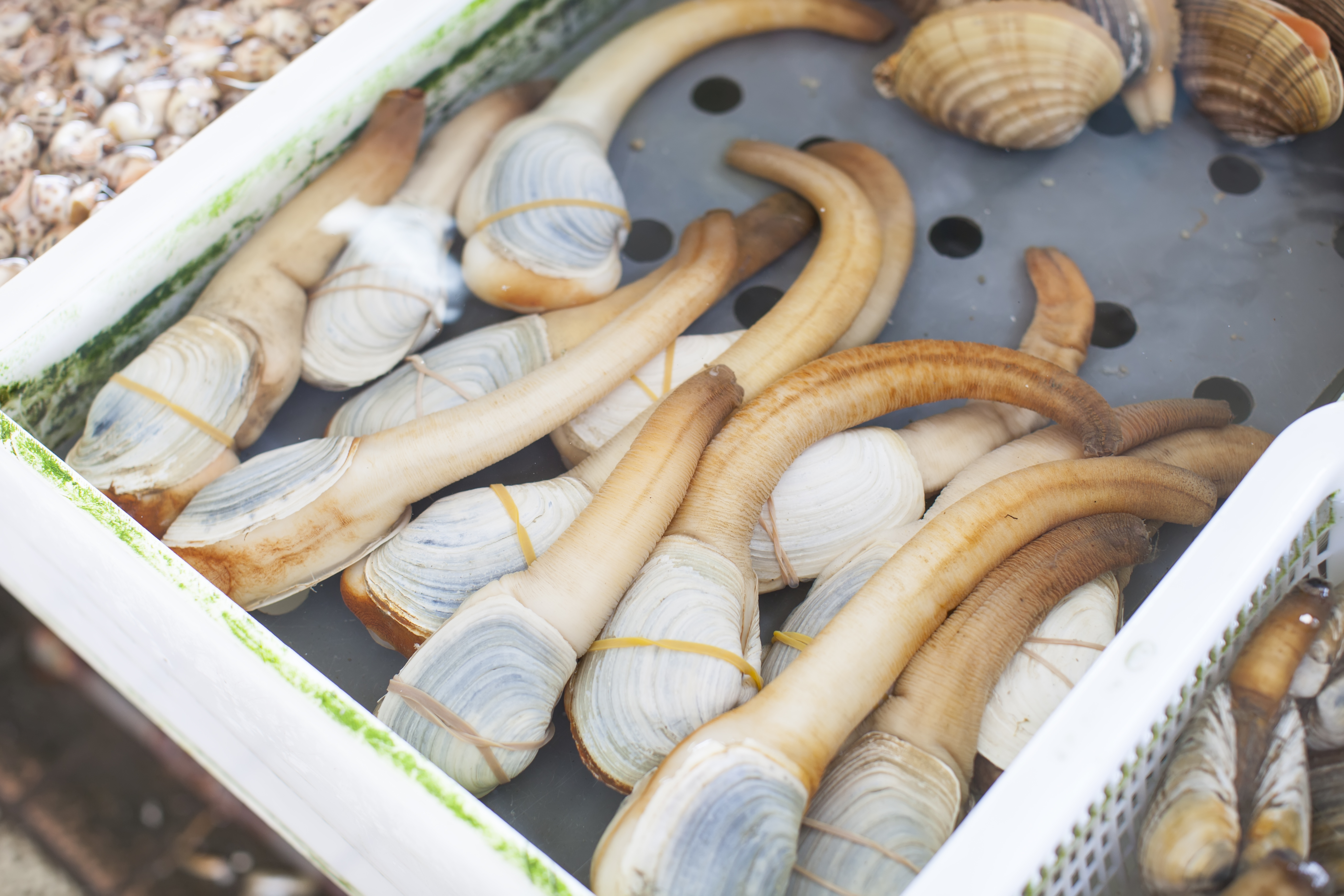 geoduck - co to?
